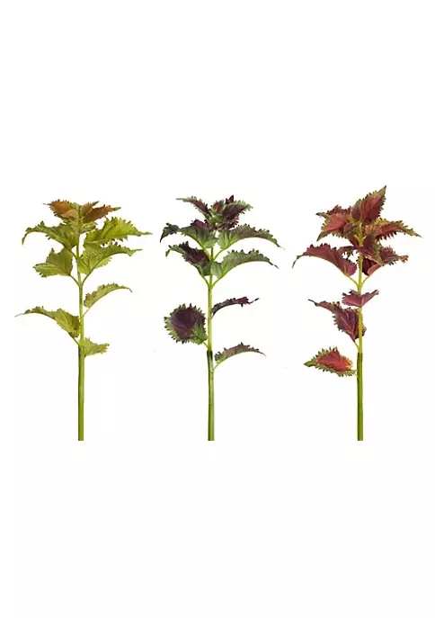 Best Pirce ๐งจ Melrose Club Pack of 12 Green and Purple Artificial Coleus Stem Plants 23" ๐ 1 Best Pirce ๐งจ Melrose Club Pack of 12 Green and Purple Artificial Coleus Stem Plants 23" ๐