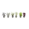 Best Sale 🤩 Melrose Club Pack of 12 Purple and Green Decorative Potted Herbs 7" 🔔