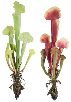 Buy 😍 Melrose Club Pack of 12 Green and Pink Artificial Cobra Lily Plants 13" 😉