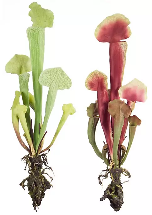 Buy ๐ Melrose Club Pack of 12 Green and Pink Artificial Cobra Lily Plants 13" ๐ 2 Buy ๐ Melrose Club Pack of 12 Green and Pink Artificial Cobra Lily Plants 13" ๐ - Image 2